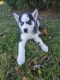 Alaskan Husky Puppies for sale in Warren, MI, USA. price: NA