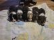 Alaskan Husky Puppies for sale in Charlotte, NC, USA. price: NA