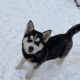 Alaskan Husky Puppies for sale in 4797 S Lincoln St, Englewood, CO 80113, USA. price: $500