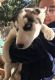 Alaskan Husky Puppies for sale in Temple, TX 76502, USA. price: NA