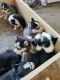 Alaskan Husky Puppies for sale in Dallas, TX 75234, USA. price: $450