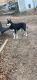 Alaskan Husky Puppies for sale in Pottsboro, TX, USA. price: NA