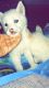 Alaskan Husky Puppies for sale in 264 W State St, Pleasant Grove, UT 84062, USA. price: NA