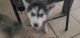 Alaskan Husky Puppies for sale in Phoenix, AZ, USA. price: $350