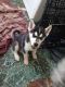 Alaskan Husky Puppies for sale in 3529 Tyler Ave, El Paso, TX 79930, USA. price: $250