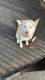Alaskan Husky Puppies for sale in Fallbrook, CA 92028, USA. price: $500