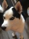 Alaskan Husky Puppies for sale in Council Bluffs, IA, USA. price: NA