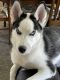 Alaskan Husky Puppies for sale in Council Bluffs, IA, USA. price: NA