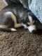 Alaskan Husky Puppies for sale in Richmond, CA, USA. price: NA