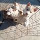 Alaskan Husky Puppies for sale in El Monte, CA, USA. price: $500