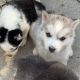 Alaskan Husky Puppies for sale in Natomas, Sacramento, CA 95834, USA. price: NA