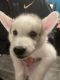 Alaskan Husky Puppies for sale in Beaverton, OR, USA. price: NA