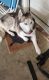 Alaskan Husky Puppies for sale in Arlington, TX 76018, USA. price: NA