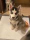 Alaskan Husky Puppies for sale in San Bernardino, CA, USA. price: $650