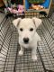 Alaskan Husky Puppies for sale in 4895 N Woodrow Ave, Fresno, CA 93726, USA. price: NA