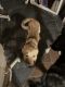 Alaskan Husky Puppies for sale in Phoenix, AZ, USA. price: $600