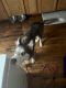 Alaskan Husky Puppies for sale in 305 S 4th St, Rockford, IL 61104, USA. price: NA