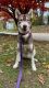 Alaskan Husky Puppies for sale in Peoria, IL, USA. price: NA