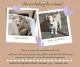 Alaskan Husky Puppies for sale in 4019 Tweedsmuir Rd, Moseley, VA 23120, USA. price: NA