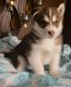 Alaskan Husky Puppies for sale in Miami, FL, USA. price: $1,200