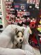 Alaskan Husky Puppies for sale in Riverview, FL, USA. price: NA