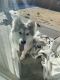 Alaskan Husky Puppies for sale in Commerce City, CO, USA. price: NA