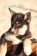 Alaskan Husky Puppies for sale in Bullhead City, AZ, USA. price: $500
