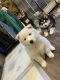 Alaskan Husky Puppies for sale in Evans, CO, USA. price: NA