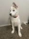 Alaskan Husky Puppies for sale in Dallas, TX 75243, USA. price: $950