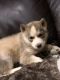 Alaskan Husky Puppies for sale in Pleasant View, CO, USA. price: NA