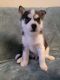 Alaskan Husky Puppies for sale in Elmwood Park, NJ, USA. price: NA