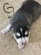 Alaskan Husky Puppies for sale in Owosso, MI 48867, USA. price: $450