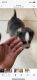 Alaskan Husky Puppies for sale in La Porte, TX 77571, USA. price: $200