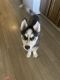 Alaskan Husky Puppies for sale in Carson City, NV 89701, USA. price: $500