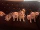 Alaskan Husky Puppies for sale in El Cajon, CA, USA. price: NA