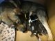 Alaskan Husky Puppies for sale in Colorado Springs, CO, USA. price: $600