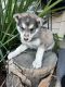 Alaskan Husky Puppies for sale in San Jacinto, CA, USA. price: NA