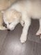 Alaskan Husky Puppies for sale in Mooresville, NC, USA. price: NA