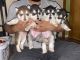 Alaskan Husky Puppies for sale in Prescott Valley, AZ, USA. price: NA