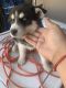 Alaskan Husky Puppies for sale in 6090 Humble St, Riverside, CA 92509, USA. price: $650