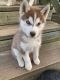 Alaskan Husky Puppies for sale in Lexington, NC, USA. price: NA