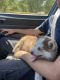 Alaskan Husky Puppies for sale in Milpitas, CA 95035, USA. price: NA