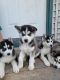 Alaskan Husky Puppies for sale in Nampa, ID 83687, USA. price: $400