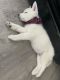 Alaskan Husky Puppies for sale in Palm Desert, CA 92260, USA. price: NA