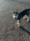 Alaskan Husky Puppies for sale in Chino Valley, AZ, USA. price: NA