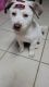 Alaskan Husky Puppies for sale in Longview, TX 75601, USA. price: NA