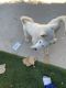 Alaskan Husky Puppies for sale in Litchfield Park, AZ, USA. price: $400