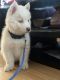 Alaskan Husky Puppies for sale in Los Angeles, CA 90018, USA. price: NA
