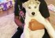 Alaskan Husky Puppies for sale in 8702 Shiloh Rd, Dallas, TX 75228, USA. price: $1,100