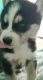 Alaskan Husky Puppies for sale in New Albany, IN 47150, USA. price: NA